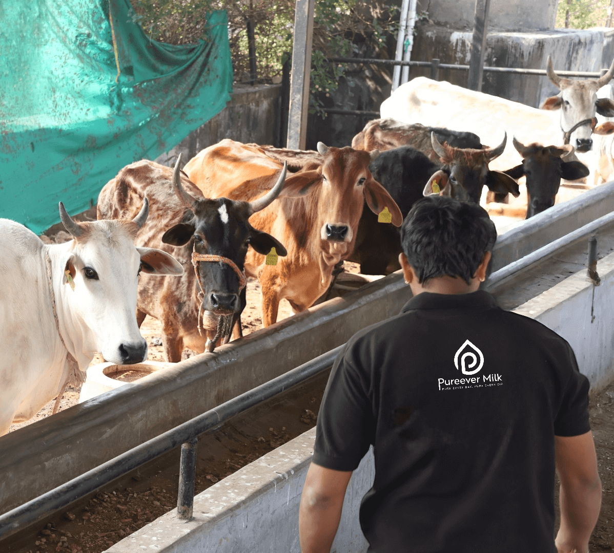 Our Mission at Pure Ever Milk