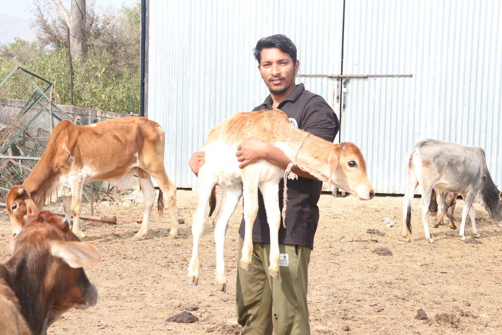 PureEver Milk Dairy Udaipur